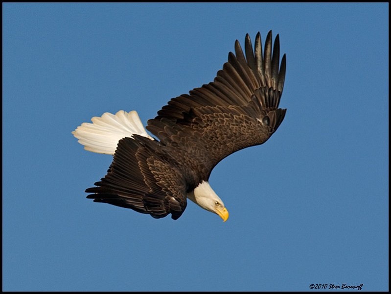 _0SB8973 american bald eagle.jpg
